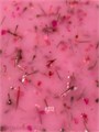 Divinail 30мл Sculpture Gel 212 с сухоцветами розовый 12323212